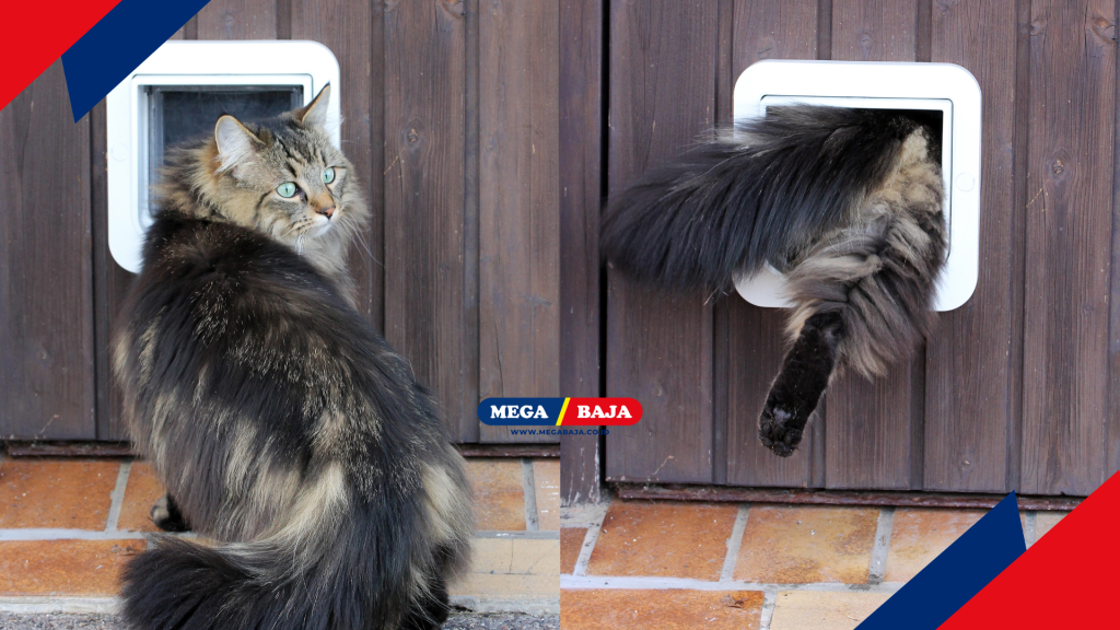 Memahami Cara Kerja Fitur Pet Flap - Pintu Kucing
