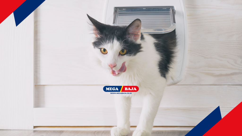 kucing putih ada hitamnya keluar dari pintu