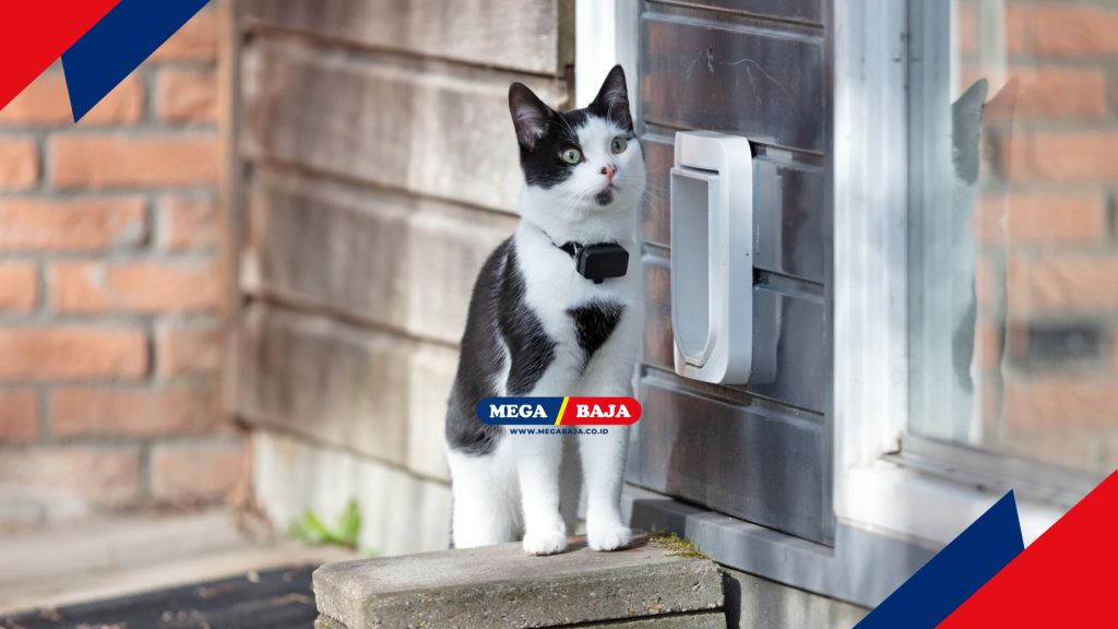 kucing mau masuk pintunya, siap siap, mikir dulu