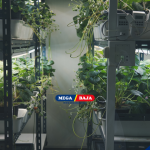 TATA RUANG HIJAU: BAGAIMANA URBAN FARMING MENGUBAH RUMAH KITA?