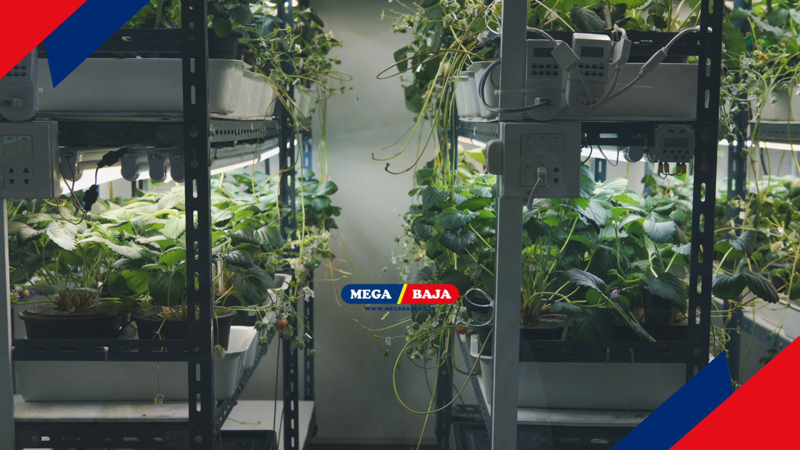 TATA RUANG HIJAU: BAGAIMANA URBAN FARMING MENGUBAH RUMAH KITA?