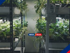 TATA RUANG HIJAU: BAGAIMANA URBAN FARMING MENGUBAH RUMAH KITA?