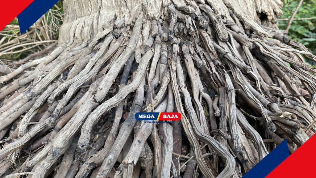 Pohon kelapa memiliki sistem perakaran serabut yang sangat padat