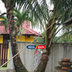 Pohon Kelapa dekat Rumah dan Risiko Akar Pada Fondasi Kamar Mandi Anda