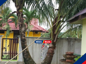Pohon Kelapa dekat Rumah dan Risiko Akar Pada Fondasi Kamar Mandi Anda