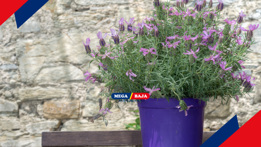 pot tanaman seperti Lavender