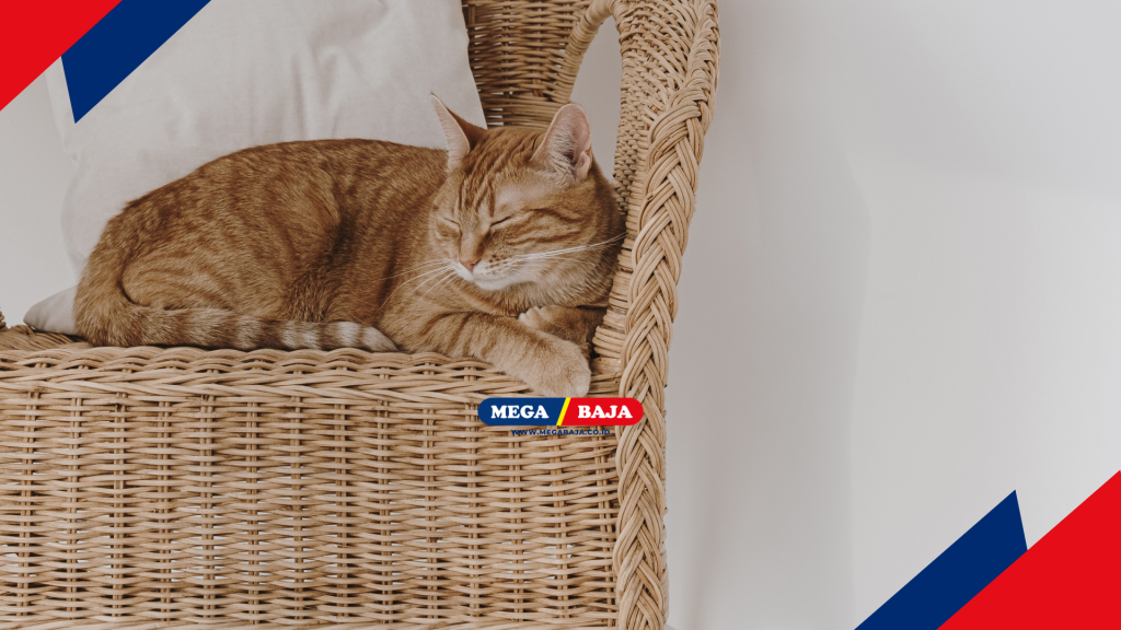 Kursi Rotan di Kafe Kucing adalah pilihan aman
