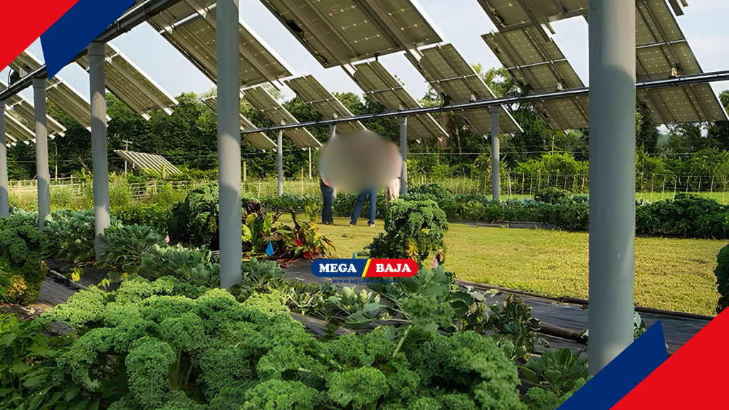 Jarak antar tiang di Agri Photovotaic - Pinterest