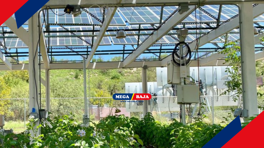 Inovasi sistem Agri-Photovoltaic