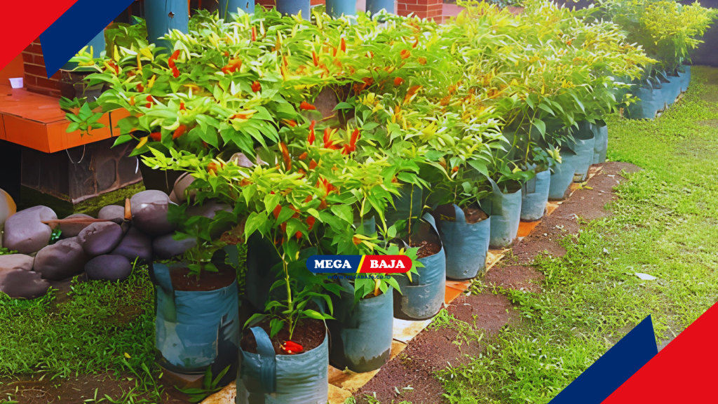 Aroma tajam dari tanaman cabai di Halaman Rumah