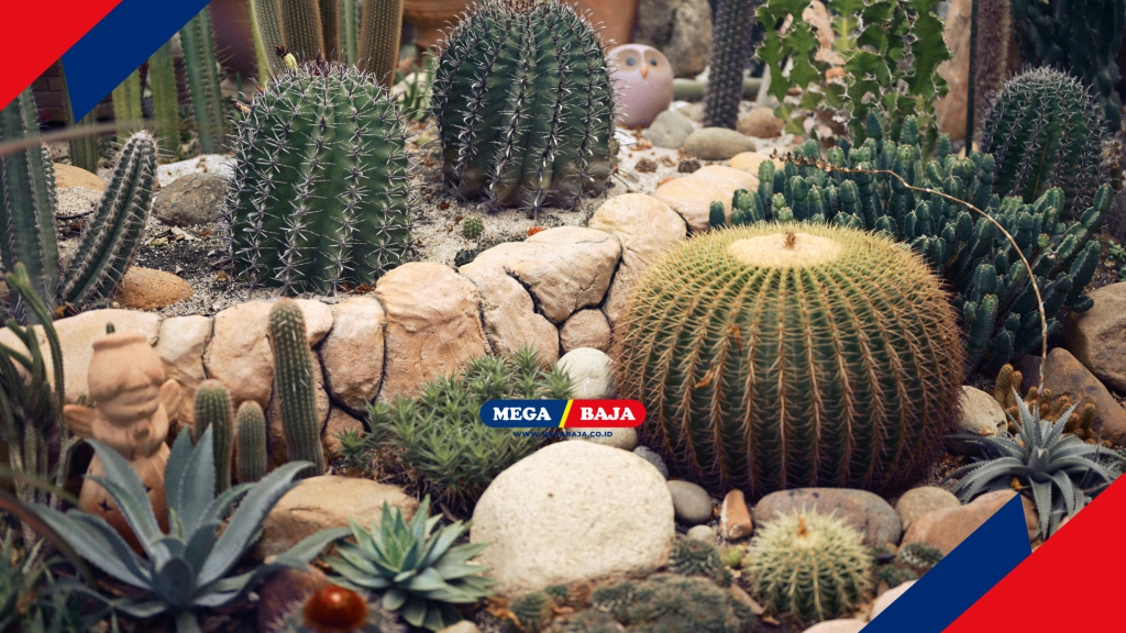 Kaktus Hias dan Konsep xeriscaping atau penataan taman rendah air