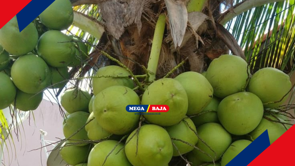 Pohon Kelapa Dewasa