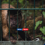 Pagar Kebun Anti Monyet : Struktur Kokoh Aman Dari Hama