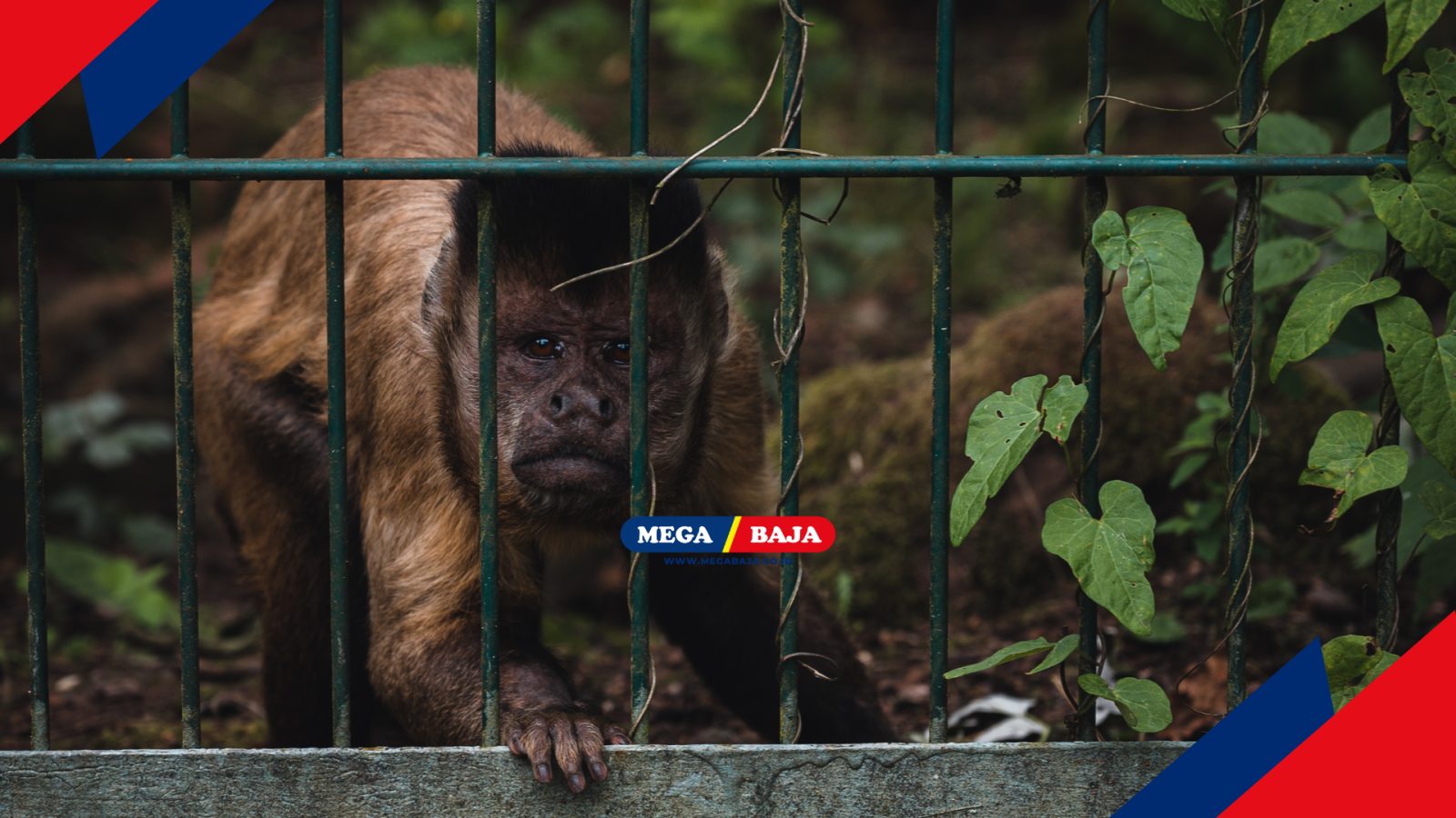 Pagar Kebun Anti Monyet : Struktur Kokoh Aman Dari Hama