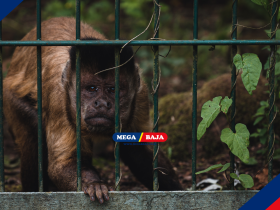 Pagar Kebun Anti Monyet : Struktur Kokoh Aman Dari Hama