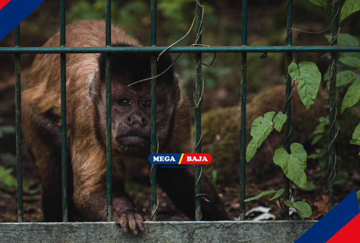 Pagar Kebun Anti Monyet : Struktur Kokoh Aman Dari Hama