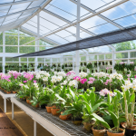 Peran Material Polycarbonate Pada Greenhouse Anggrek Hias Modern