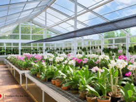 Peran Material Polycarbonate Pada Greenhouse Anggrek Hias Modern